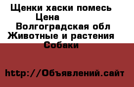 Щенки хаски помесь › Цена ­ 1 500 - Волгоградская обл. Животные и растения » Собаки   